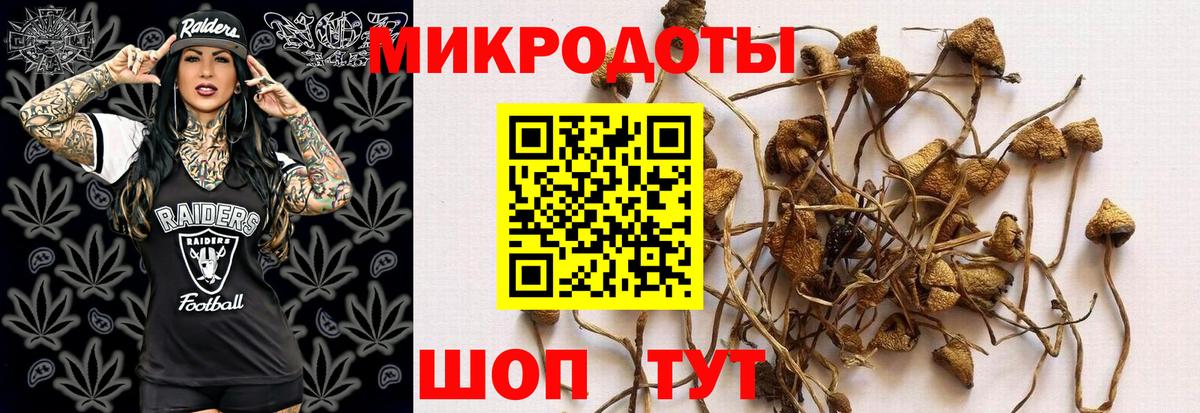 Галлюциногенные грибы Psilocybe Пугачёв